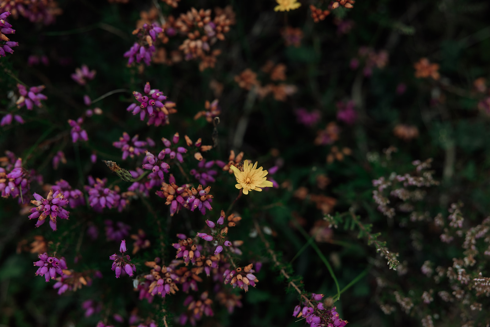 Purple and yellow wildflowers in bloom on the Isle of Arran.