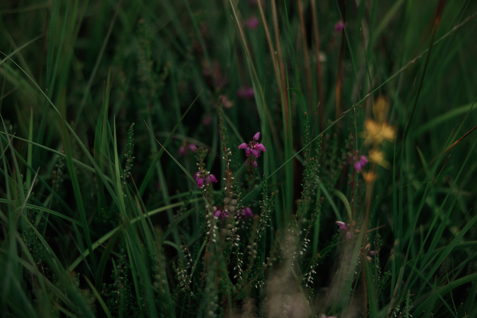 Heather in bloom on the Dougarie Estate, Isle of Arran.