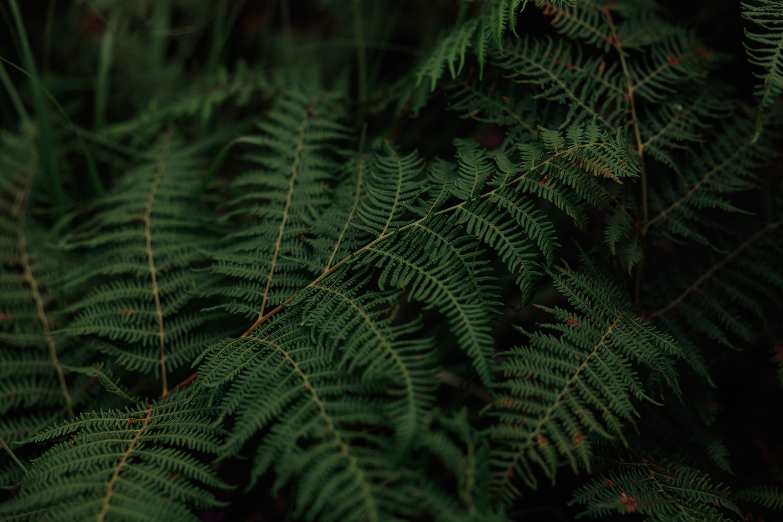 Close-up of green fern detail on the Isle of Arran.