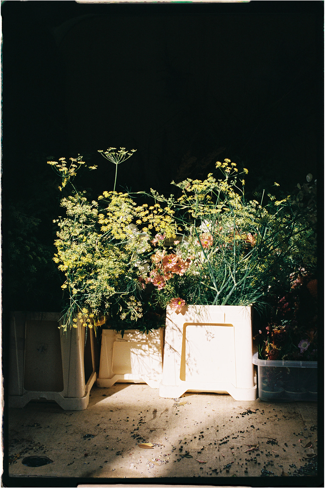 Crates and buckets filled with flowers and foliage in golden light and shadow, captured on 35mm film.
