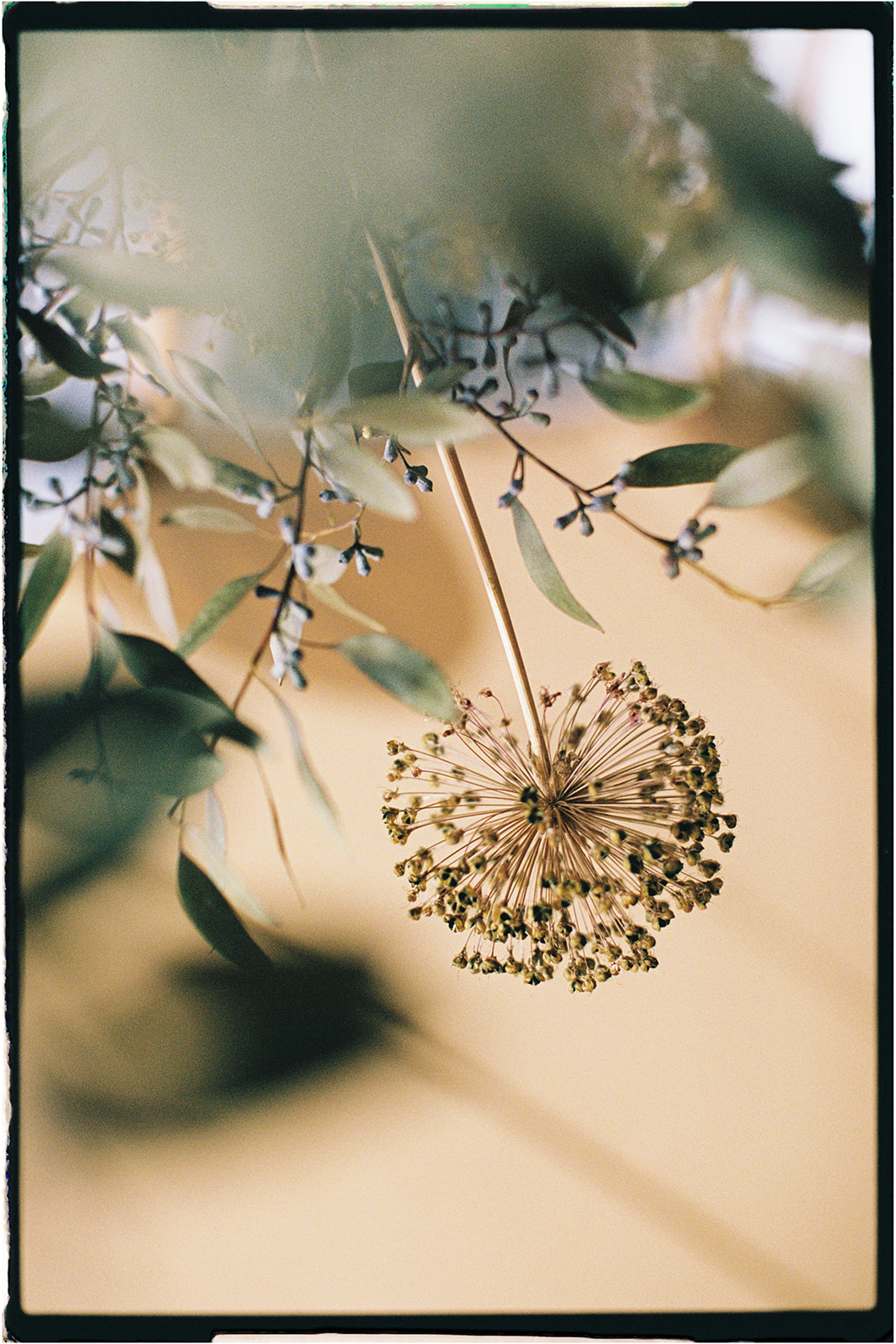 Close-up of dried floral seed head against a soft, blurred background, photographed on 35mm film.